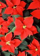 Blühender Weihnachtsstern