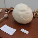 Foto eines kopfgroßen Riesenbovisten bei den Bayreuther Pilztagen an der Uni Bayreuth