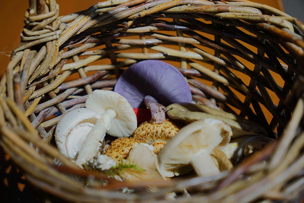 Foto von gepflückten Pilzen in einem Korb