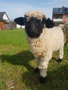 Foto eines Walliser Schwarznasenschafs