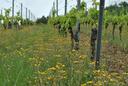 Weinreben mit Grünstreifen dazwischen