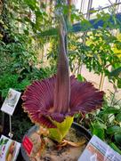 Foto einer blühenden Titanwurzpflanze